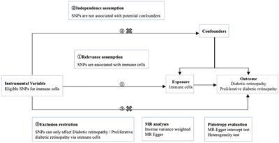 The causal relationship between immune cells and diabetic retinopathy: a Mendelian randomization study